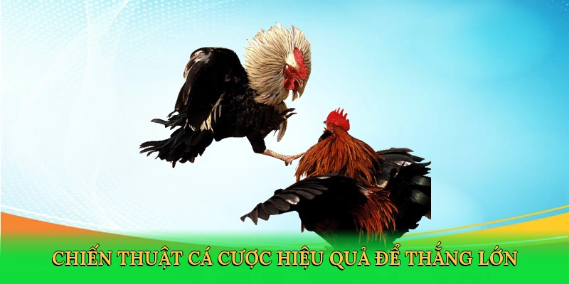 Đá Gà Cựa Sắt – Sàn Đấu Rực Lửa Cùng 77bet