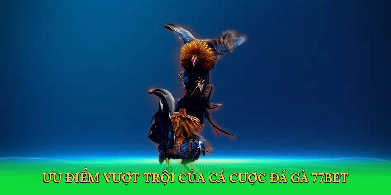 Đá Gà Cựa Sắt – Sàn Đấu Rực Lửa Cùng 77bet