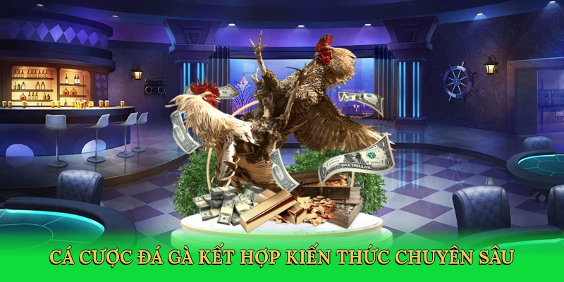 Cá cược đá gà kết hợp kiến thức chuyên sâu