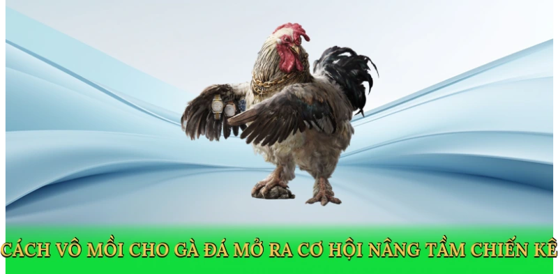 Cách vô mồi cho gà đá mở ra cơ hội nâng tầm chiến kê