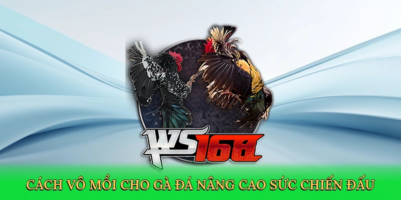 Cách Vô Mồi Cho Gà Đá: Bí Quyết Tạo Nên Chiến Kê Bất Bại