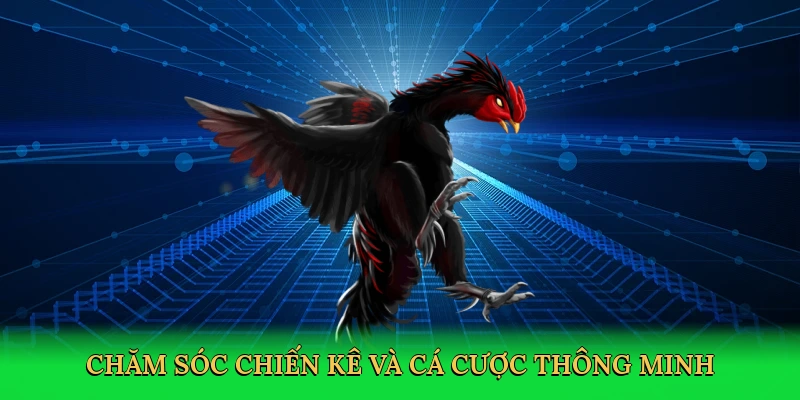 Chăm sóc chiến kê và cá cược thông minh