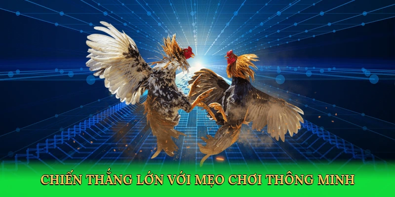 Cách Vô Mồi Cho Gà Đá: Bí Quyết Tạo Nên Chiến Kê Bất Bại